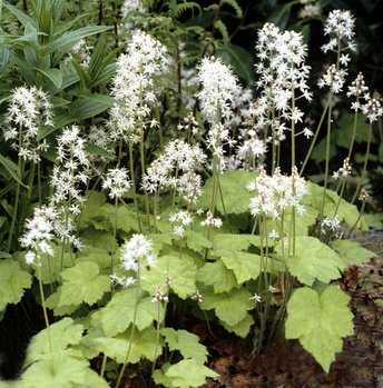 Schaumbluete, Tiarella