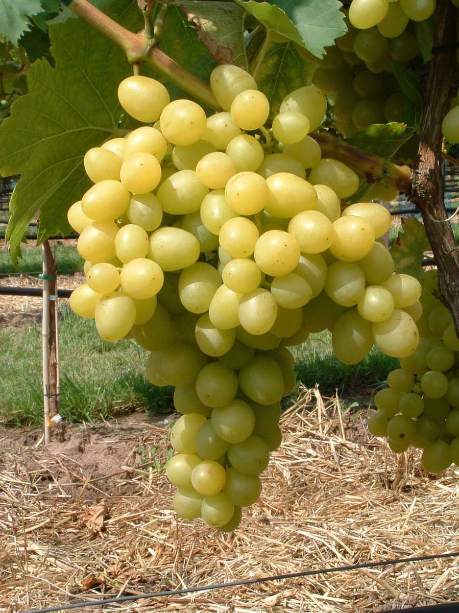 kernarme Traubenrebe für den Garten Vitis vinifera Arkadia Tafeltraube Arkadia® weiß 1 Traubenpflanze von Pflanzen-Kölle im 3 Liter Topf