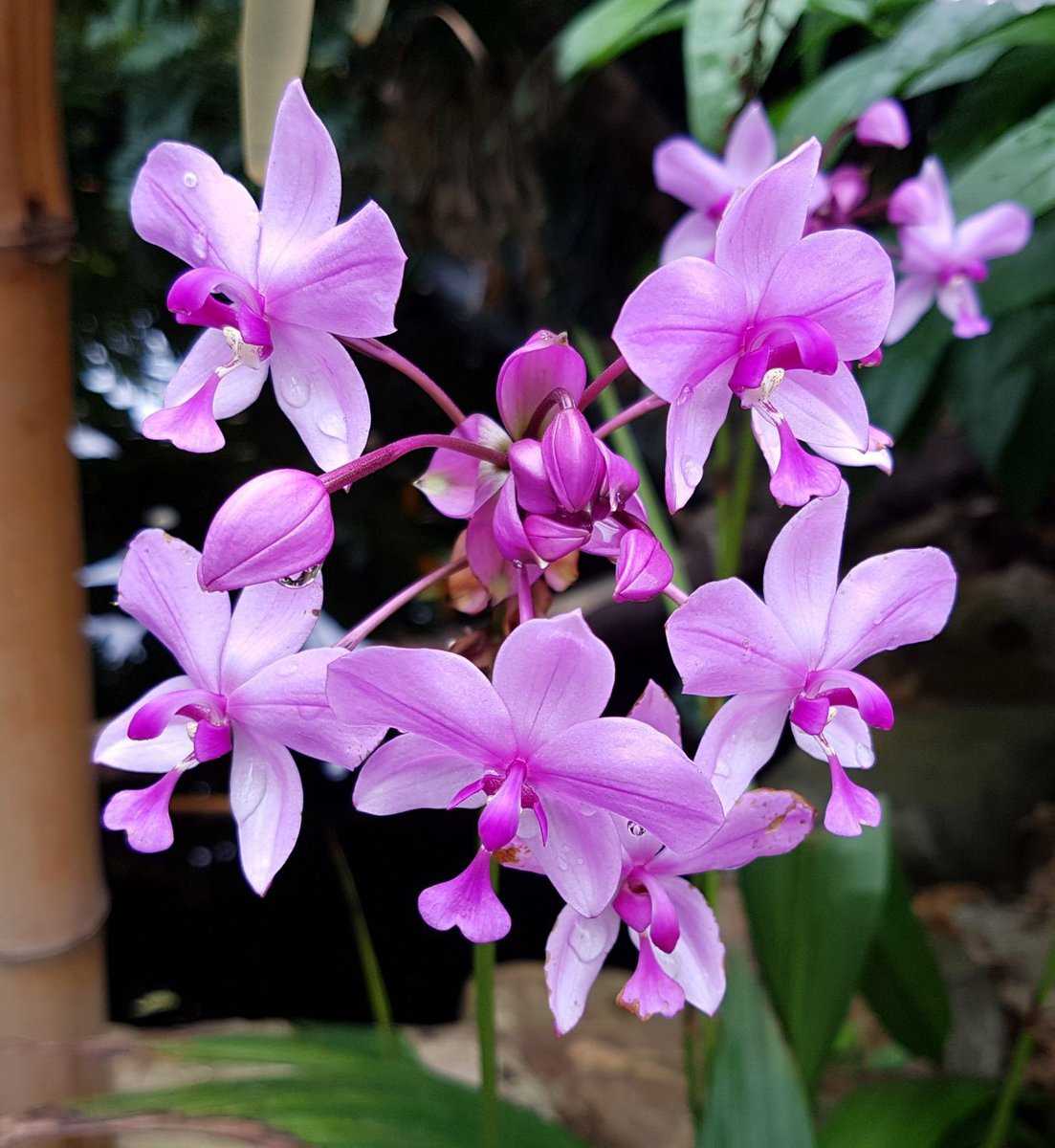 Schmetterlingsorchidee, Phalaenopsis