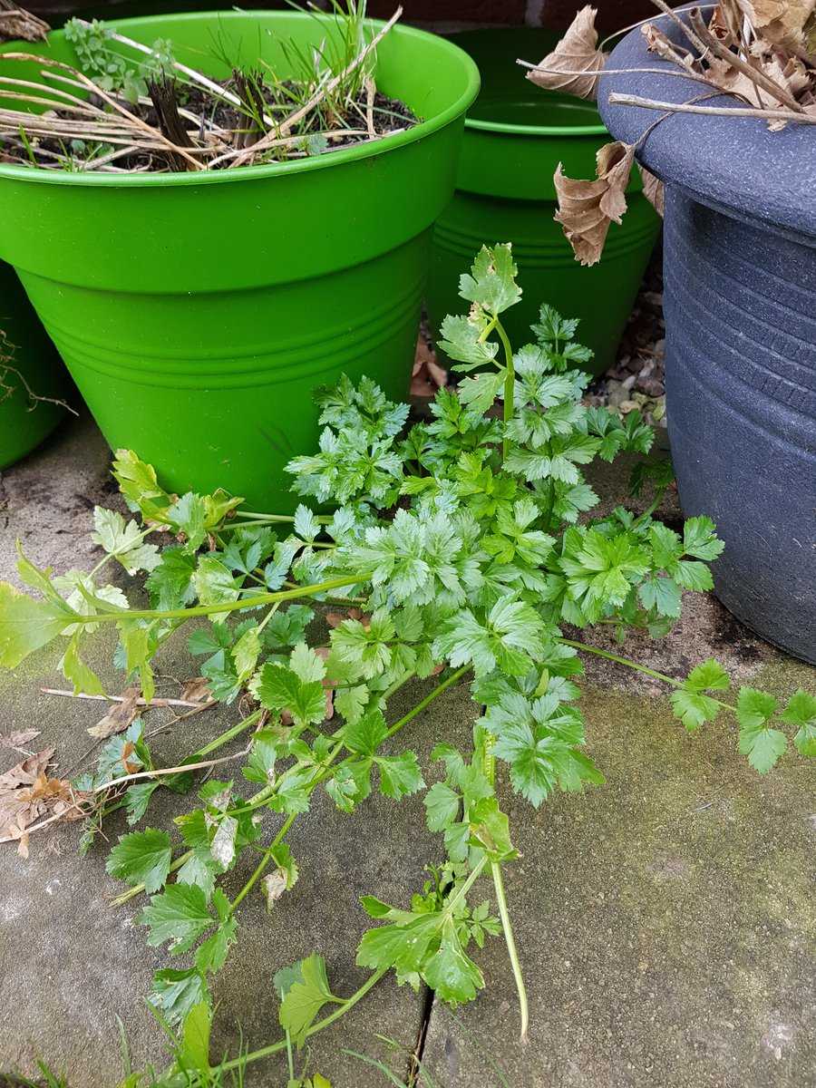 Chaos im Garten Ranka Tessin