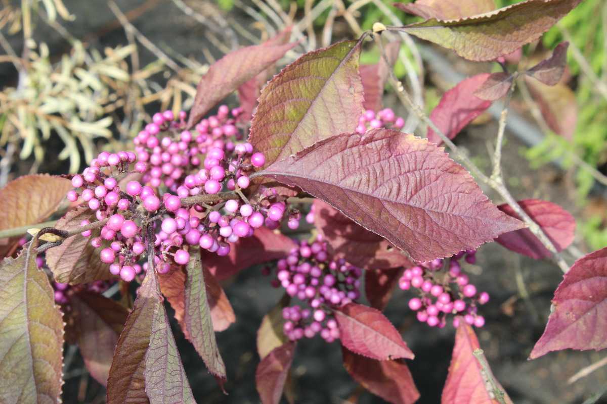Liebesperlenstrauch Chinesische Schönfrucht winterhart lilafarbene Früchte
