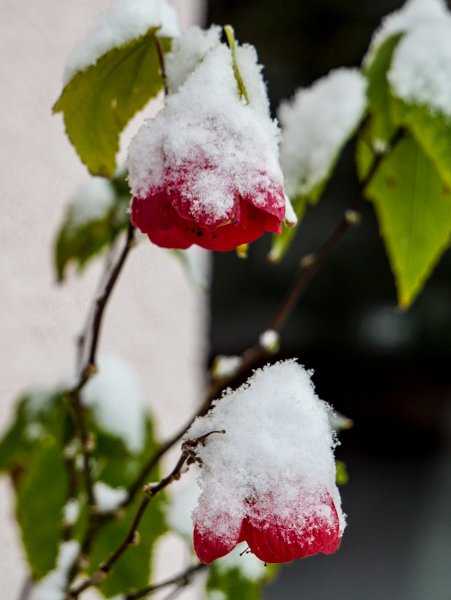 Ein wenig Schnee und Frost können der Schönmalve nichts anhaben