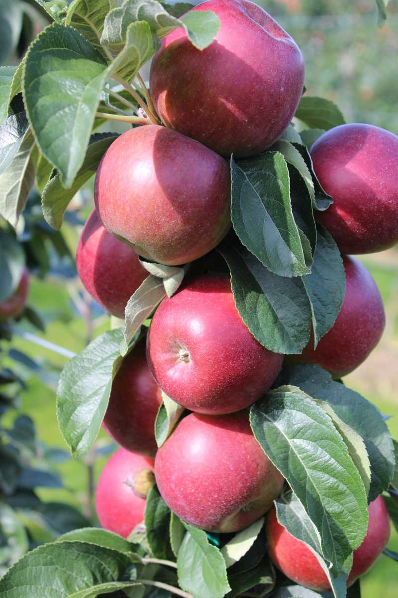 Redini Cuckoo Sulenapfel Lubera