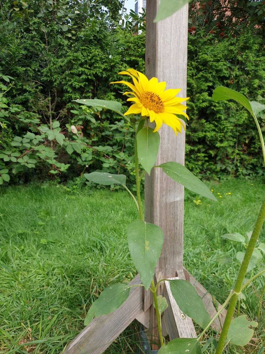Sonnenblume - selbst ausgesät