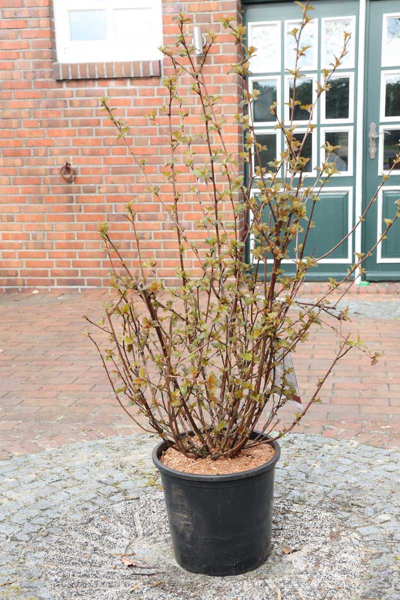 Blasenspiere 'Lady in Red'® Lubera.at
