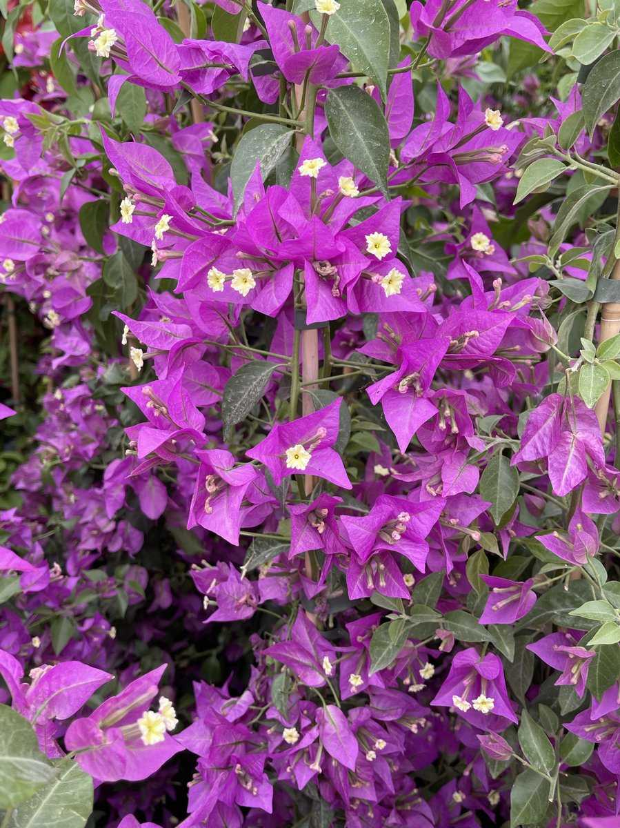 Bougainvillea glabra 'Sanderiana'   mit ihrer violetten Blütenpracht