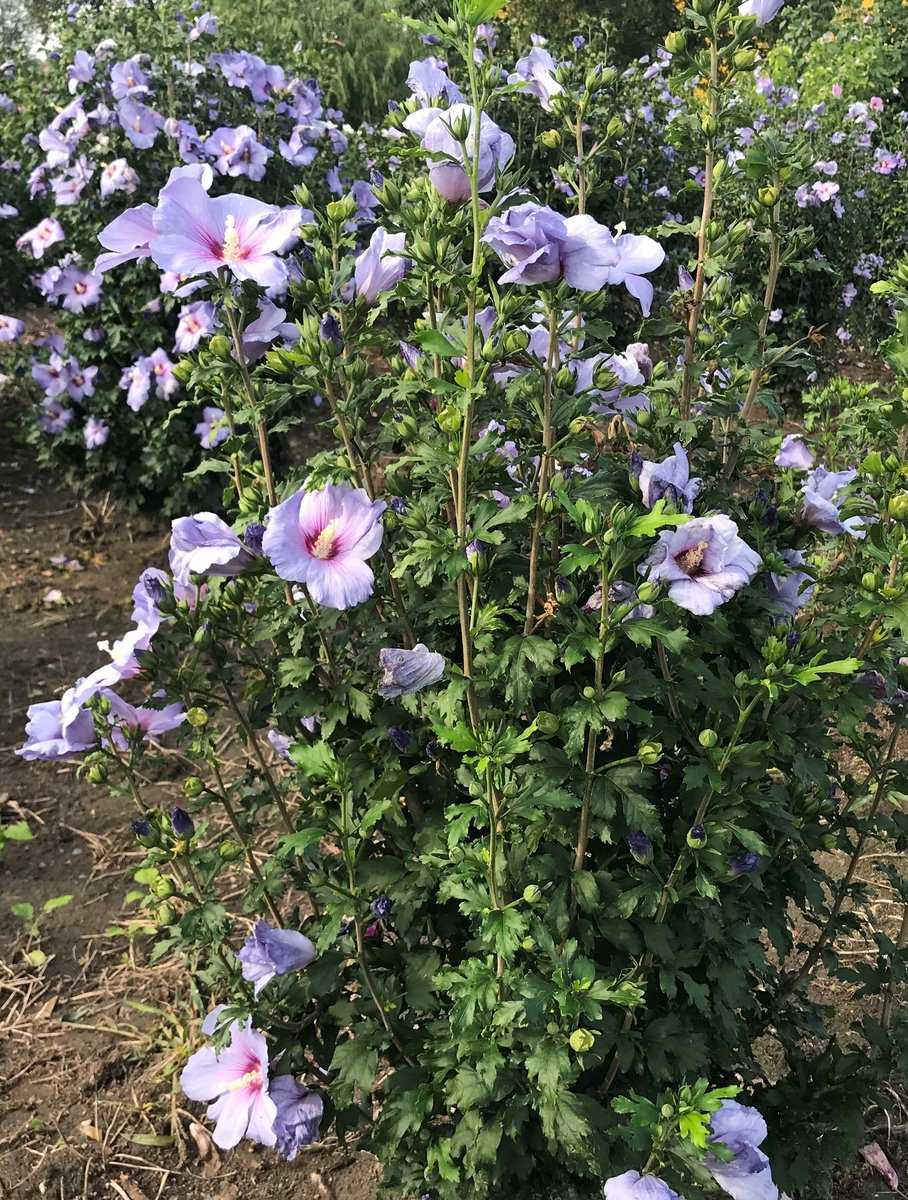 Hibiskus, Eibisch 'Oiseau Bleu'