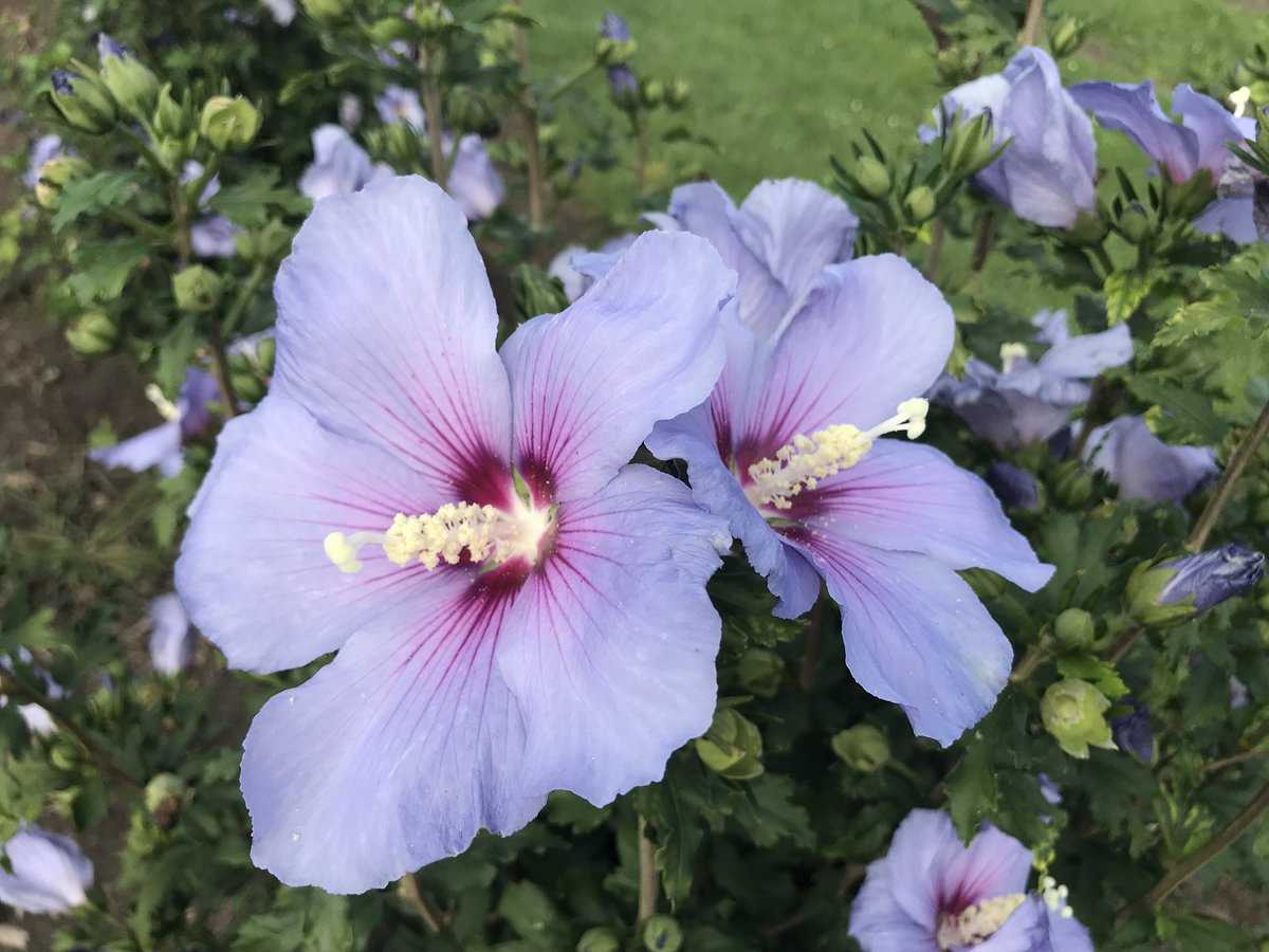 Hibiskus, Eibisch 'Oiseau Bleu'