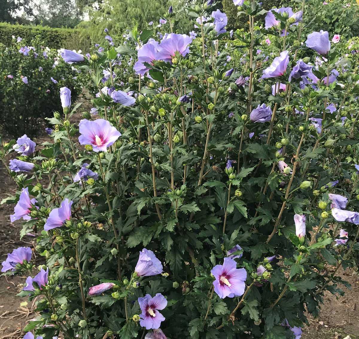 Hibiskus, Bleu\' Eibisch \'Oiseau