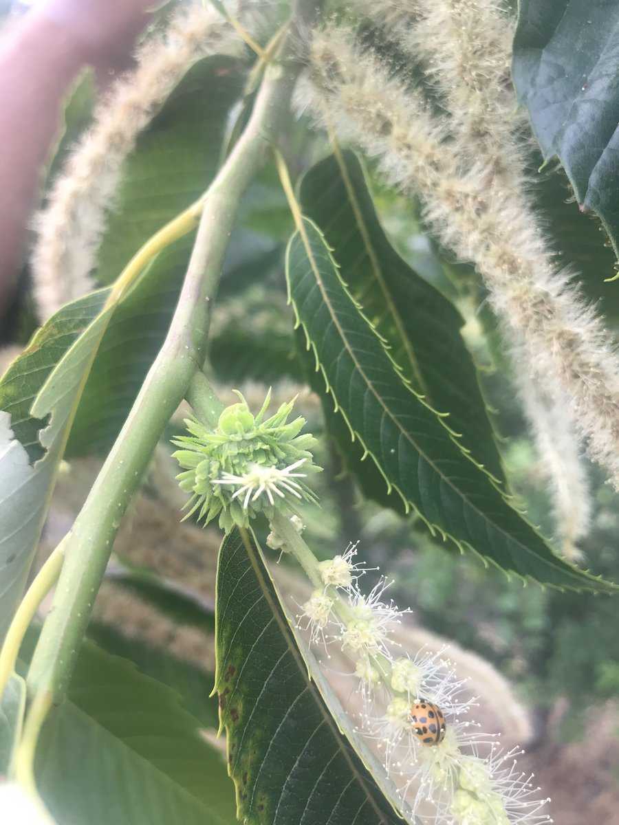 Esskastanie Maraval Castanea sativa im Lubera Online
