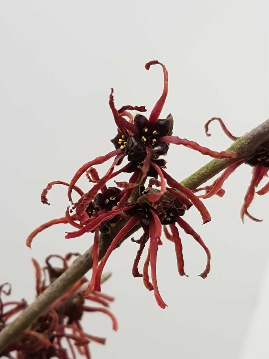 Hamamelis intermedia 'Böhlje`s Feuerzauber': Lubera.de