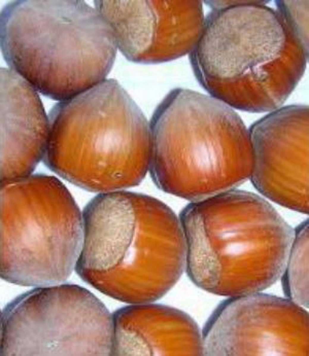 Haselnuss 'Corabel' Lubera.de