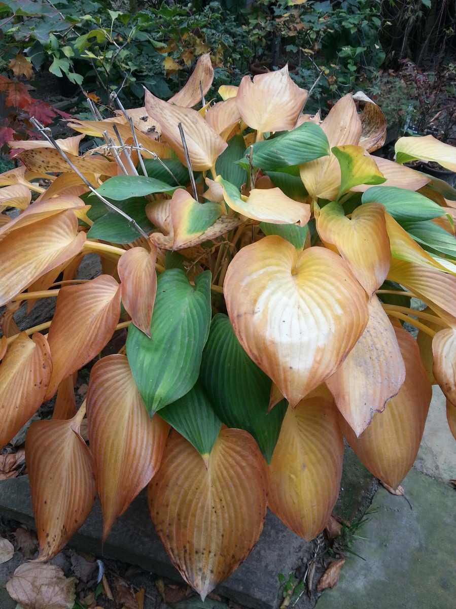 Hosta x tardiana June Lubera