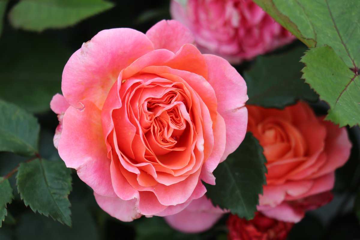 Duft-Edelrose 'Nostalgie®', Container