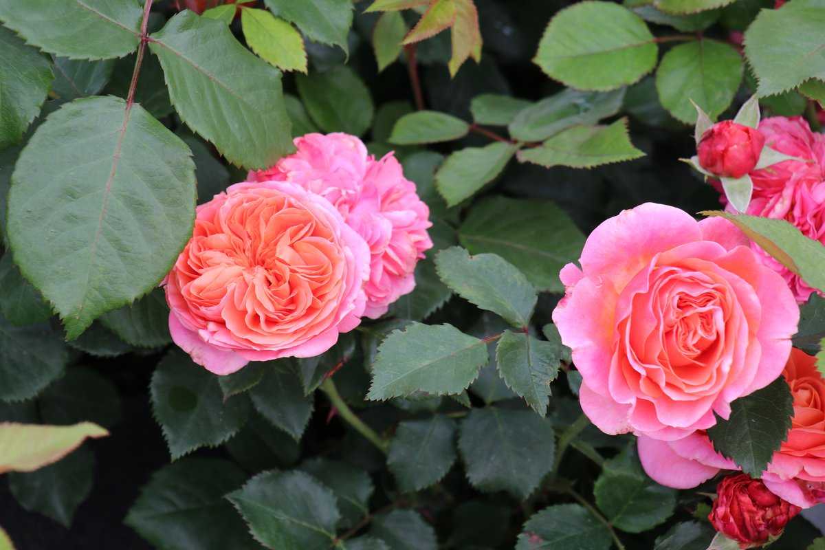 Duft-Edelrose 'Nostalgie®', Container