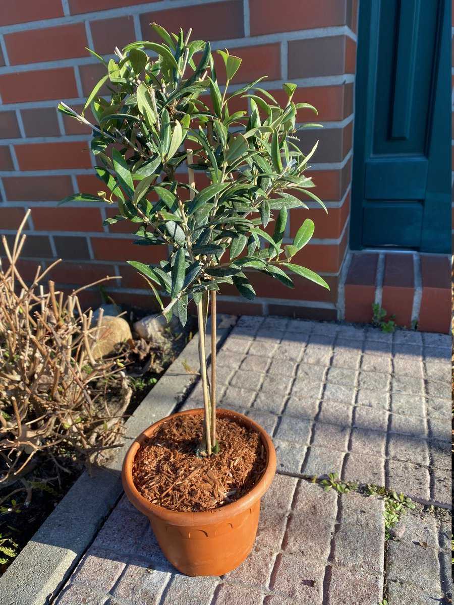 Olivenbaum Olea Europea Stämmchen 80 cm 