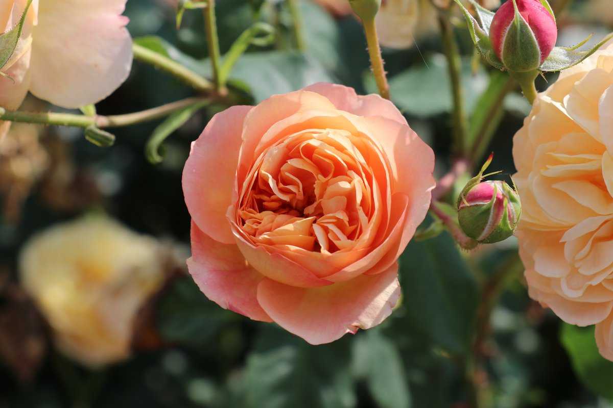 Rose Eveline Wild® Luberach 