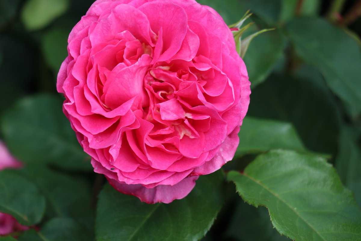 Rose Renee van Wegberg Lubera.ch
