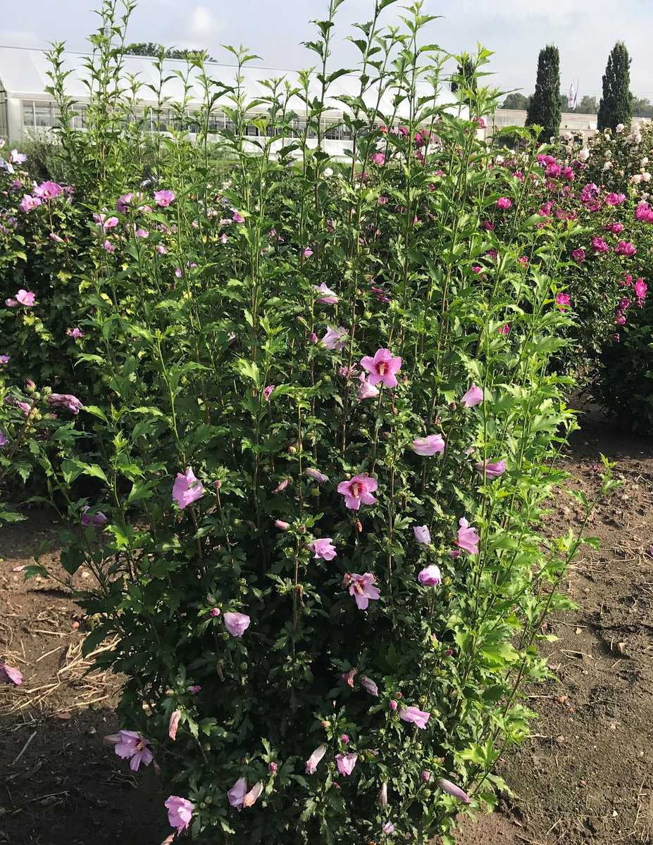 hibiskus, eibisch 'flower tower purple'®: lubera.de