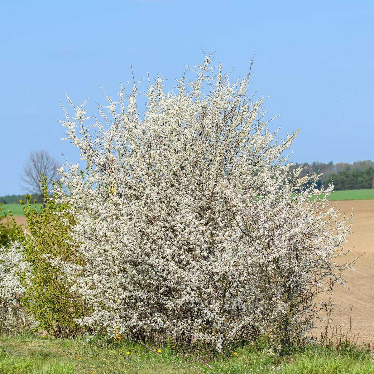 Schlehe Schwarzdorn Prunus spinosa 40-60cm Wildobst Fruchtgehölz 