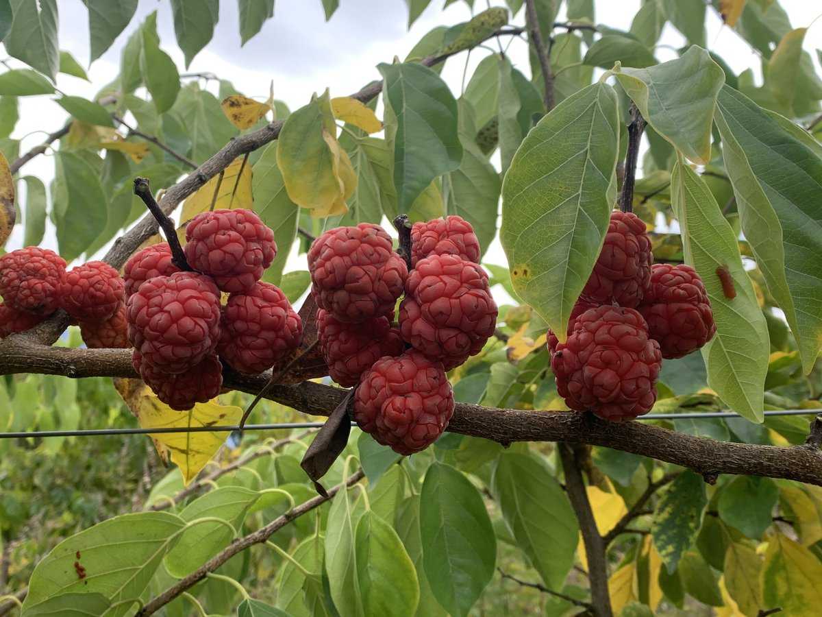 Seidenraupenbaum Seedless Che: Lubera.ch