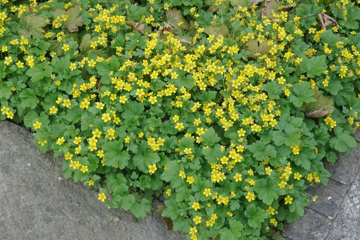 Waldsteinia Ternata 12er Set 