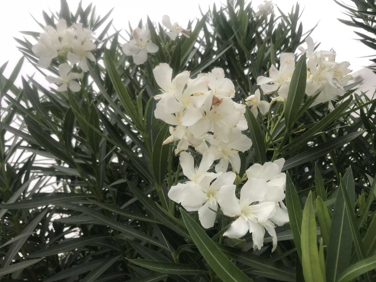 Weisser Oleander Pflanze MONT BLANC  3l Topf   60-70cm WEISS  gefüllt  selten 