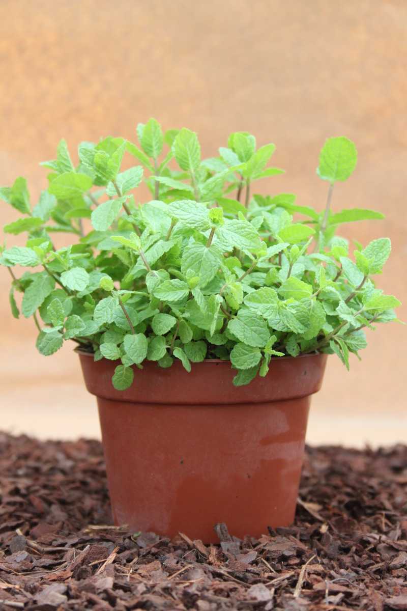 Spanische Minze (Mentha cordifolia) Lubera.ch
