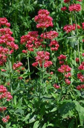 Centranthus Pflege