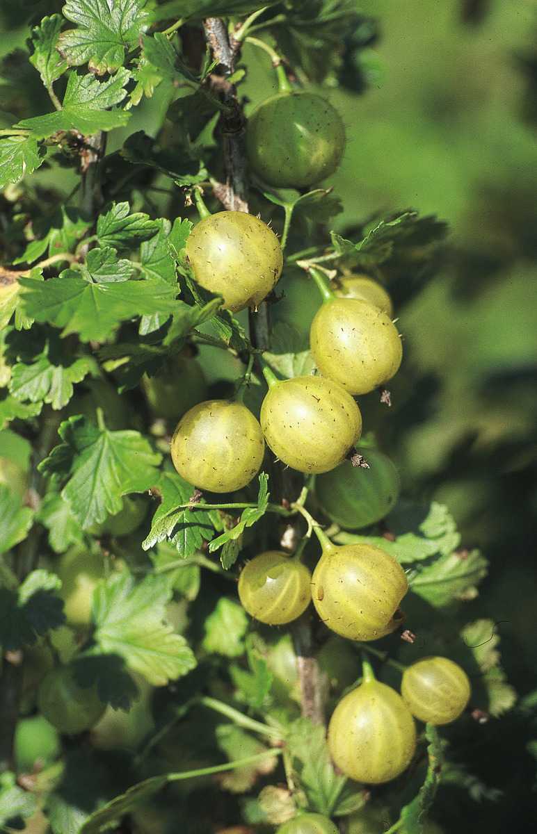 Lady Sun® Ribes uva crispa lichtnelke Dornenlose Stachelbeere 
