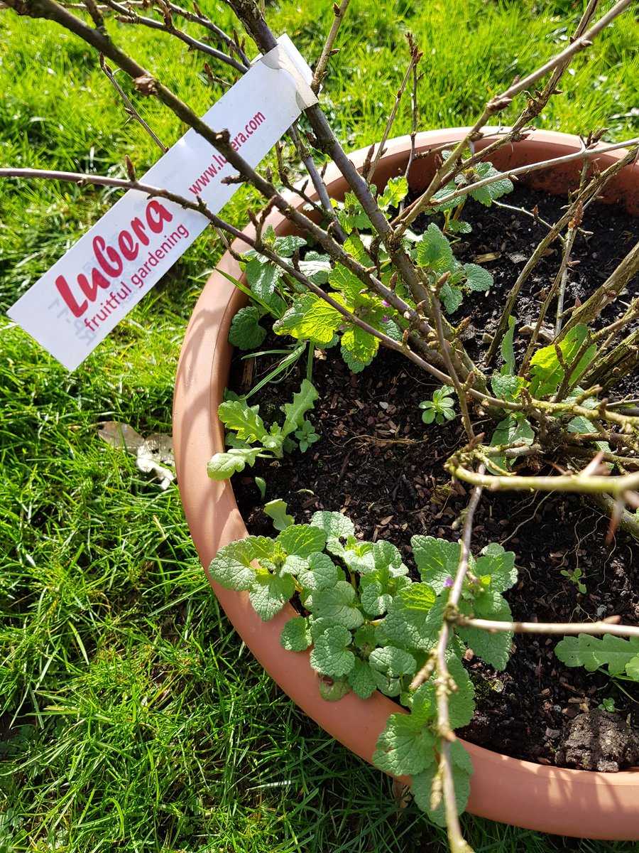 Chaos im Garten Ranka Tessin