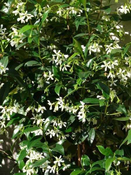 Trachelospermum 2 jasminoides Intensiver Jasmin Blütenduft winterhart TJ1-9483 