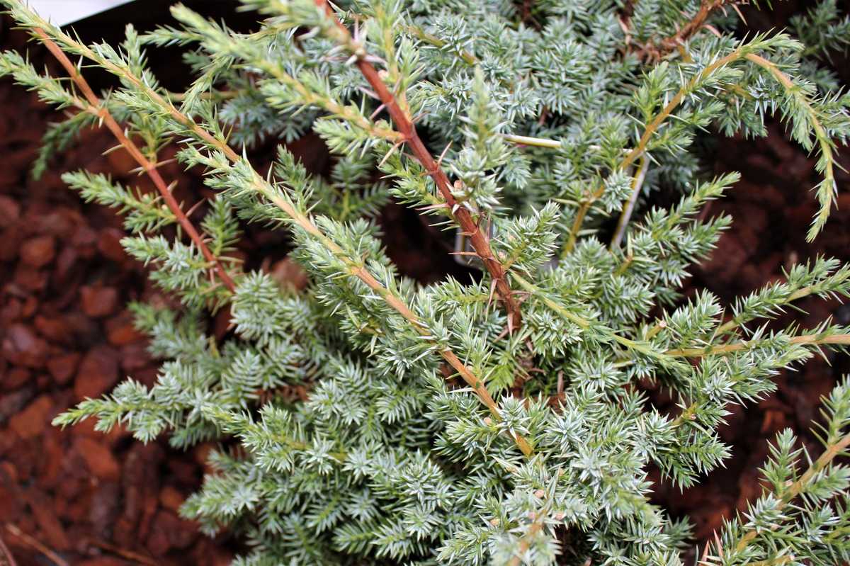 StrauchWacholder 'Blue Alps' Lubera.de