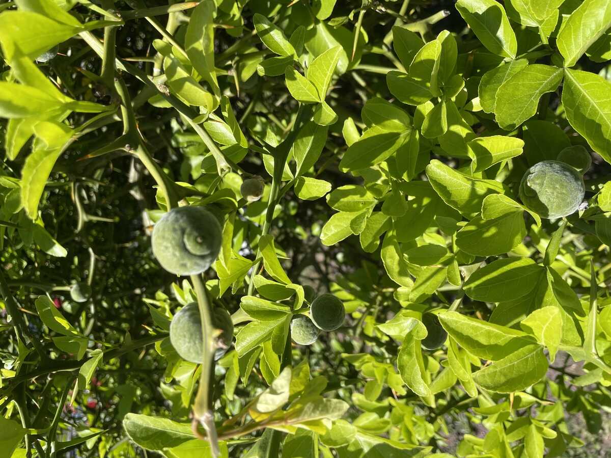 Dreiblttrige Orange kaufen beim Gartenexperten LUBERA