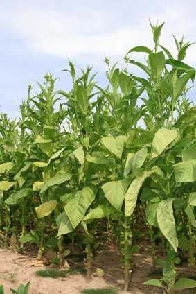 Tabakpflanze, Nicotiana