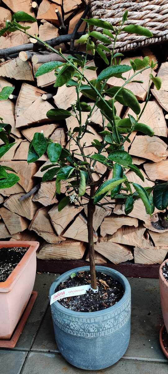compo rasendünger unkrautvernichter Compo Expert Rasendünger mit Unkrautvernichter Floranid – rasenwelt GmbH