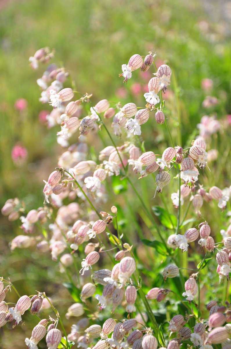 Taubenkropf-Leimkraut, Silene vulgaris