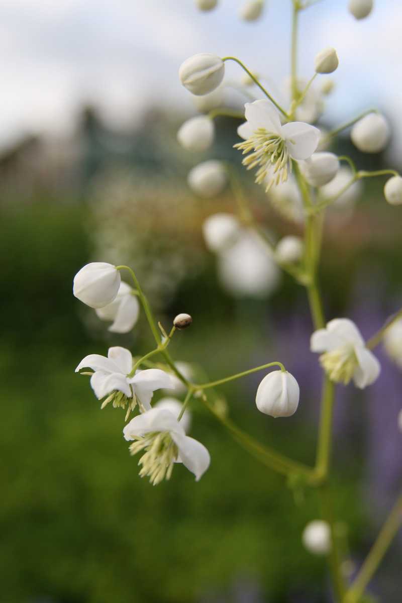 Thalictrum delavayi Splendid White Lubera