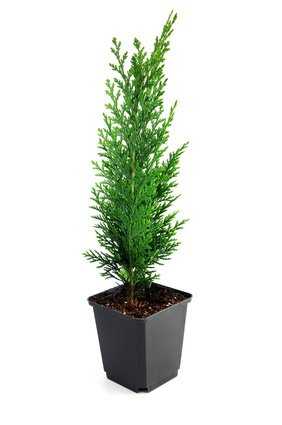 Junge Thuja im Pflanzgefäß