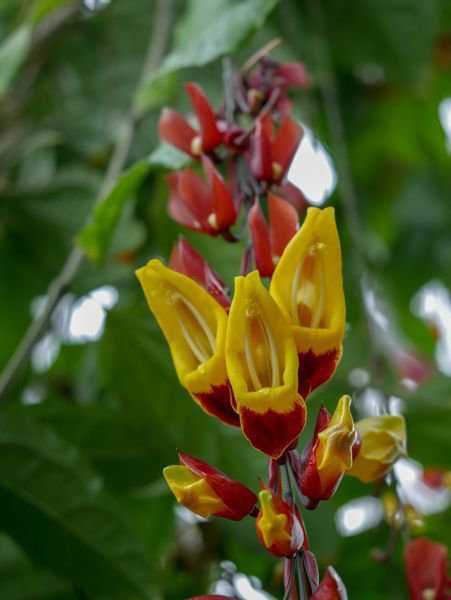 Himmelsblume Thunbergia mysorensis