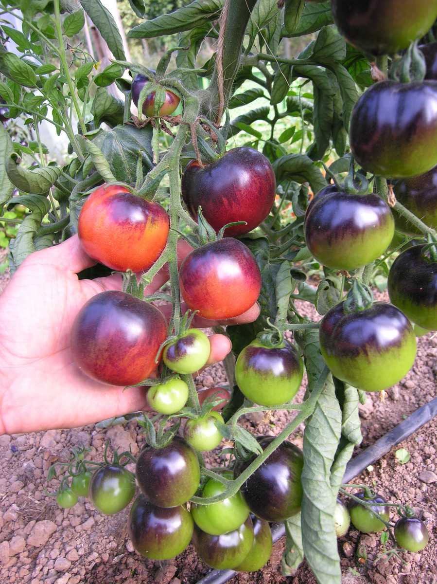 Tomaten Kirsche Schwarz Zebra 50 Saatgut frisch