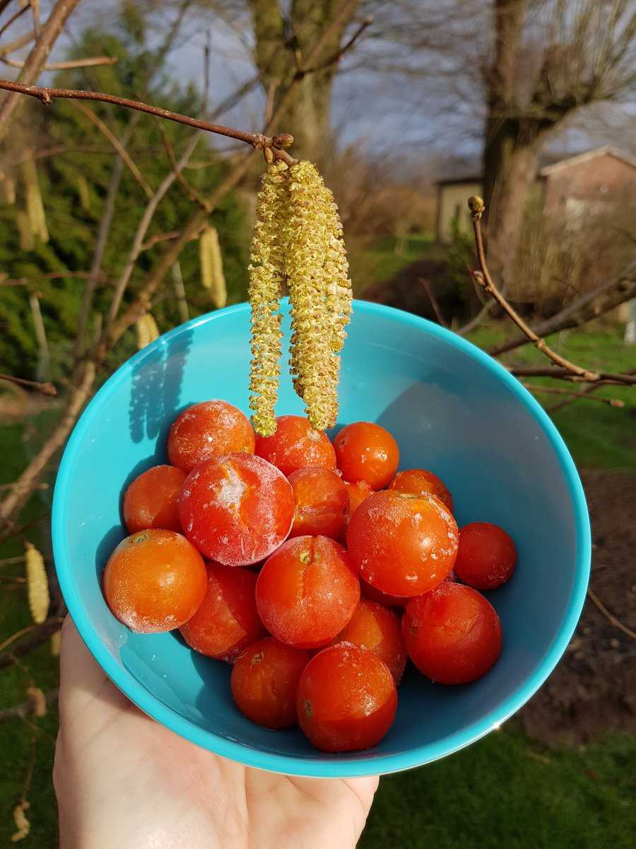 Tomaten machen glcklich Ranka Tessin