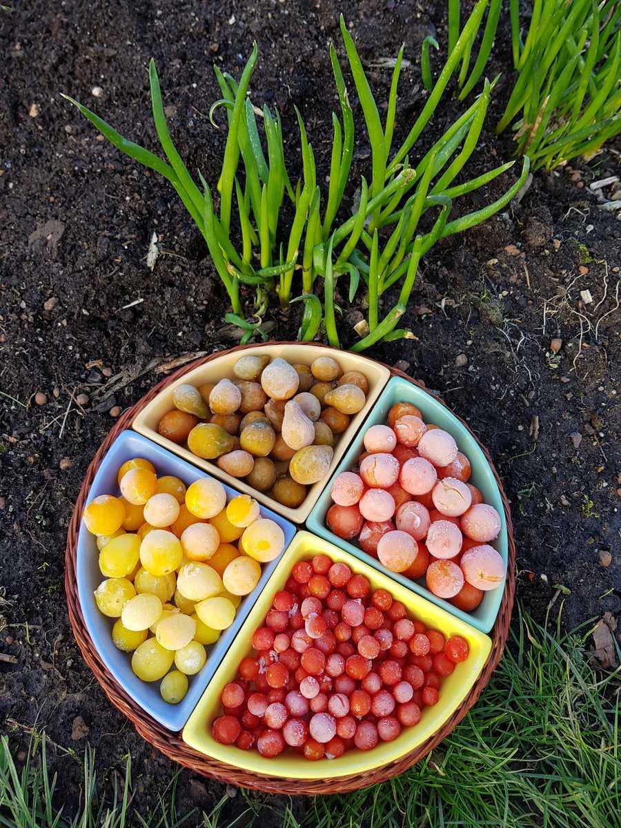 Tomaten machen glcklich Ranka Tessin