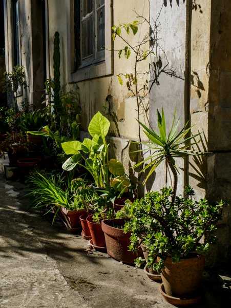 Topfgarten