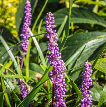 Liriope muscari