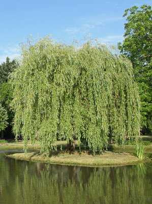 Trauerweide, Salix babylonica