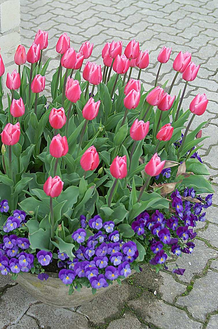  Mit Tulpen lassen sich schne Tpfe fr den Garten, den Balkon oder die Terrasse zaubern 