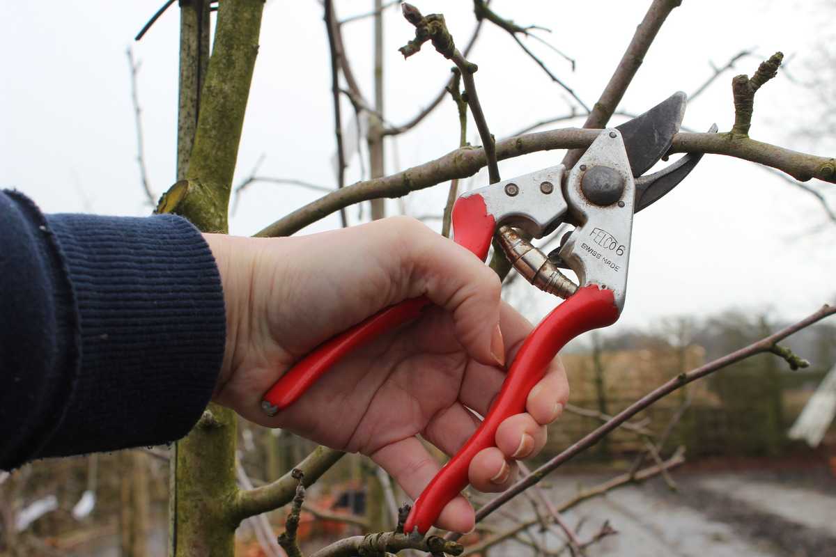 Und den Rest, den verzeiht der Baum