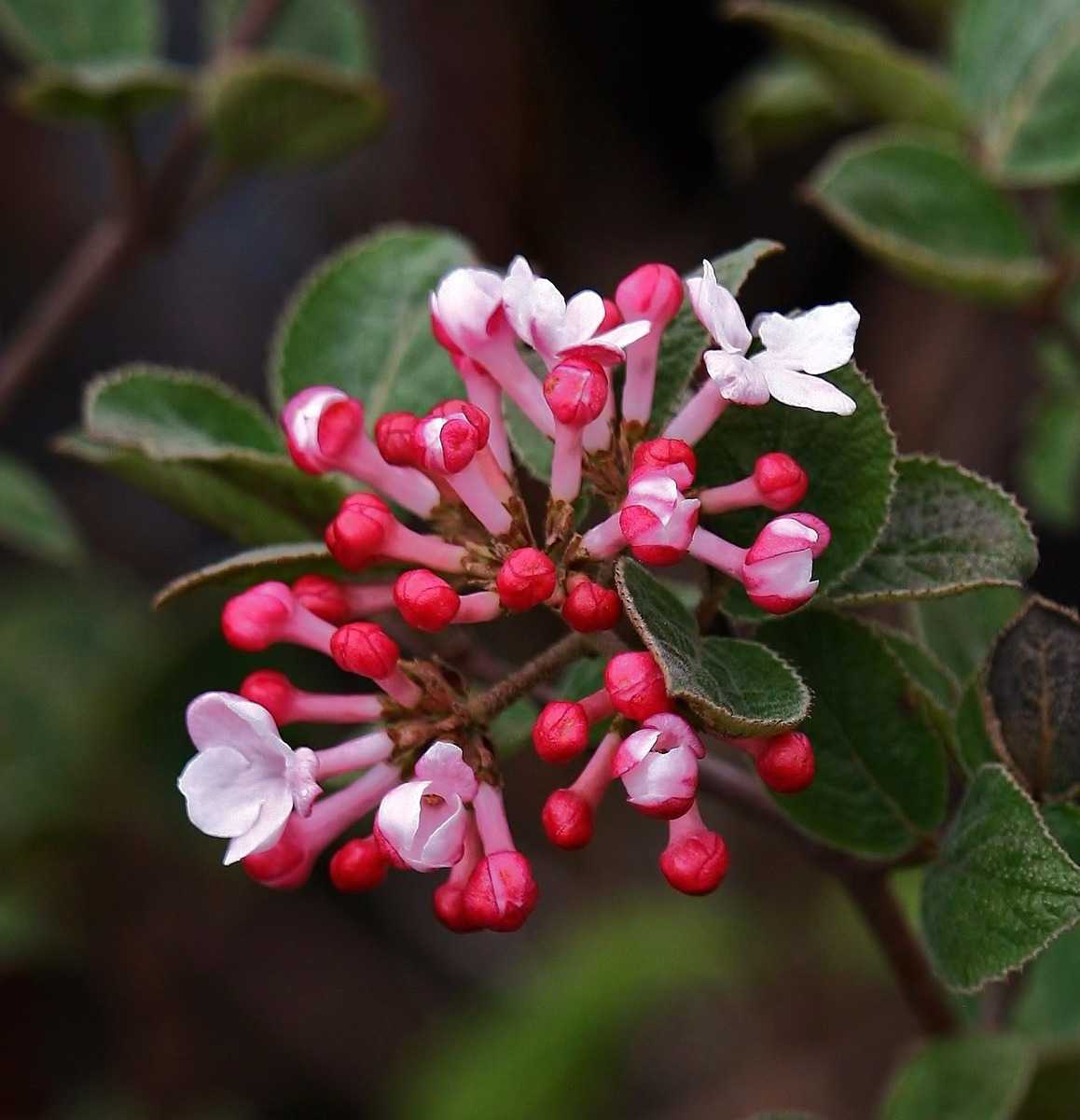 Viburnum carlesii koreantischer Duftschneeball Blüte.