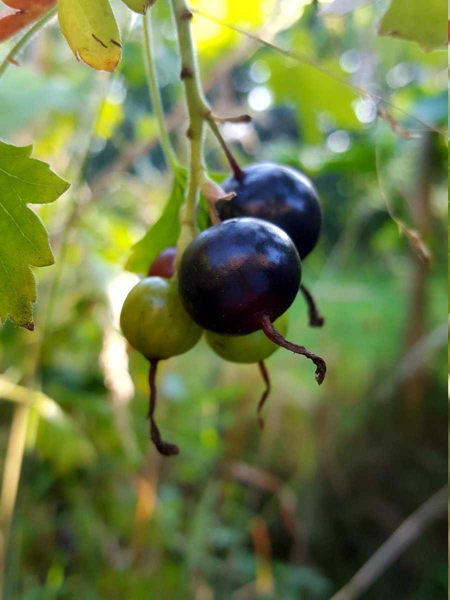 berry-licious Ranka Tessin Vierbeere Black Pearl Lubera